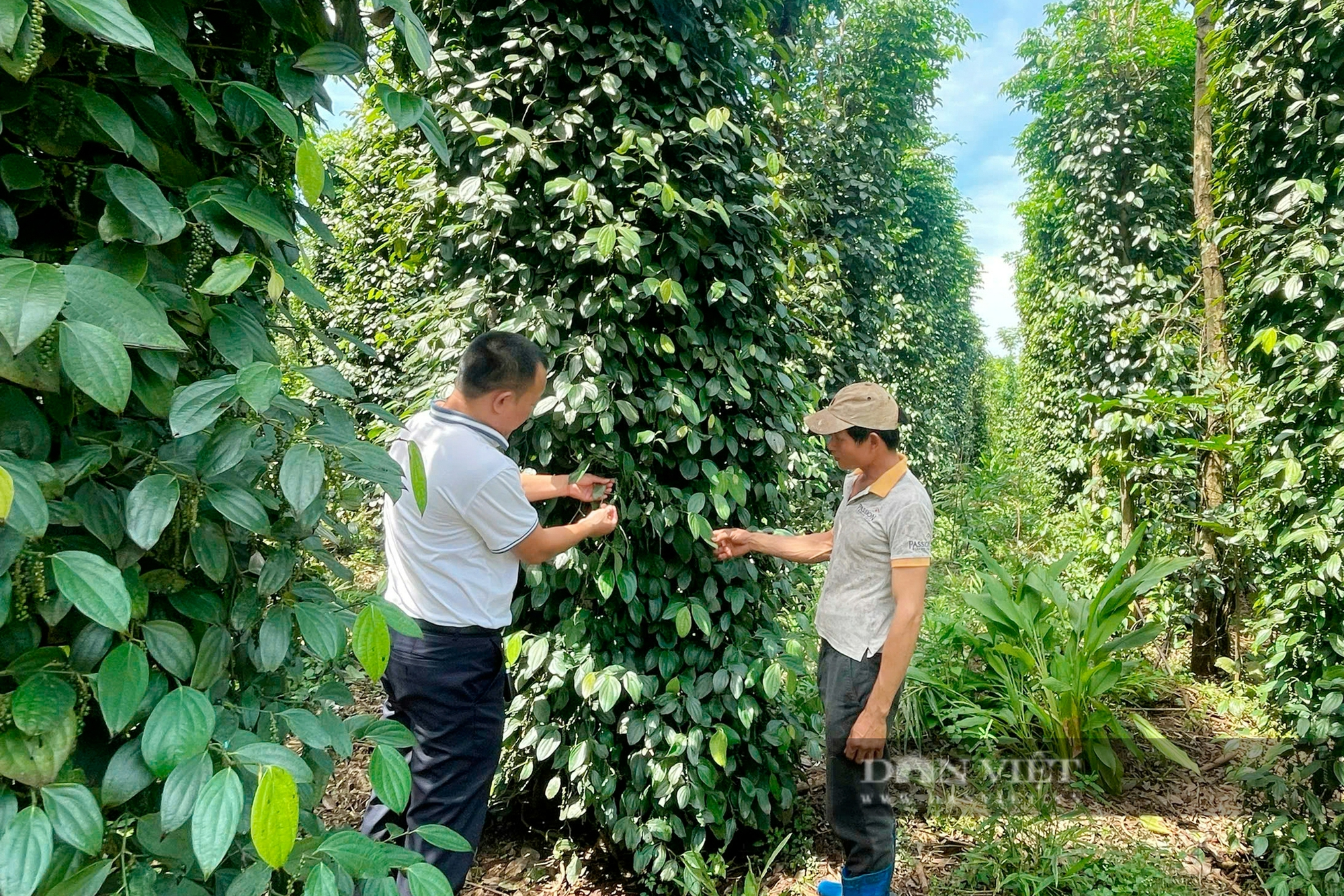 Kinh tế Đắk Nông khởi sắc, đời sống người dân nâng cao nhờ phát triển nông nghiệp và bảo tồn văn hóa - Ảnh 6.